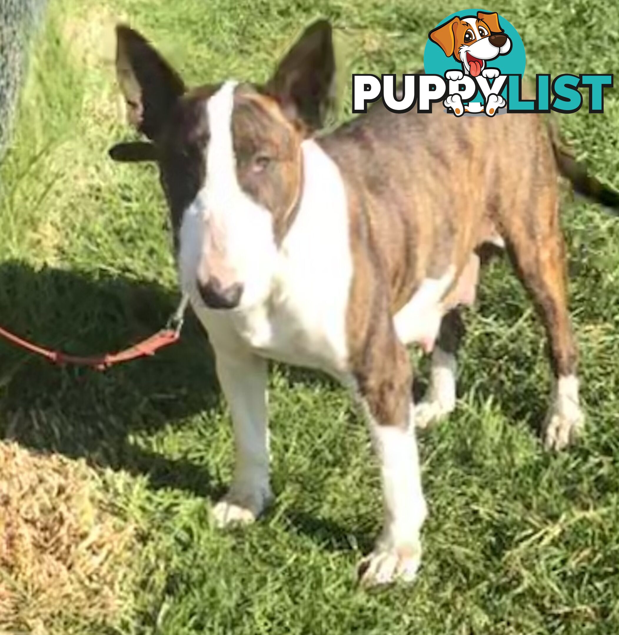 Roman nose bull terrier puppies