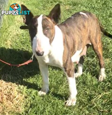 Roman nose bull terrier puppies