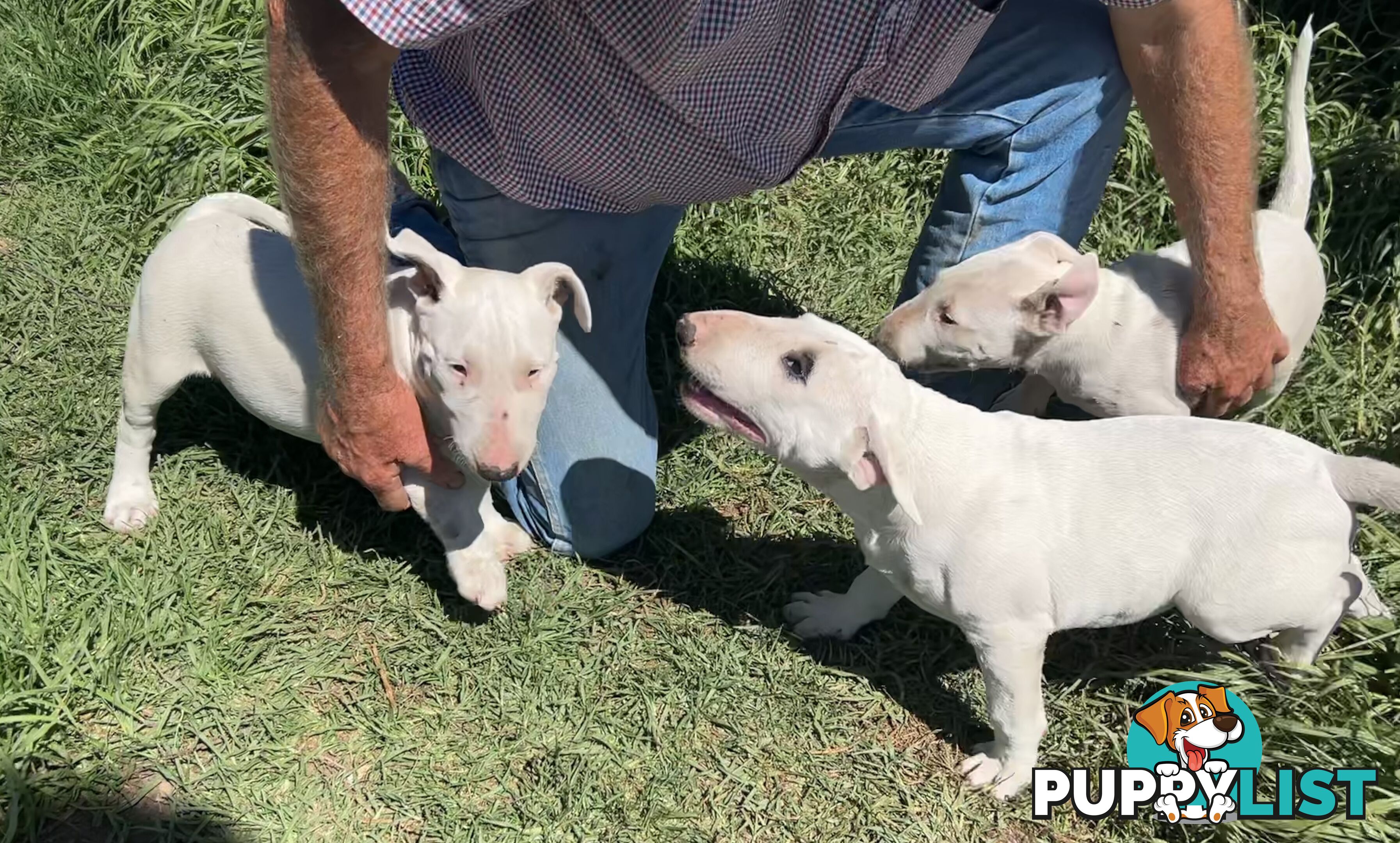 Roman nose bull terrier puppies