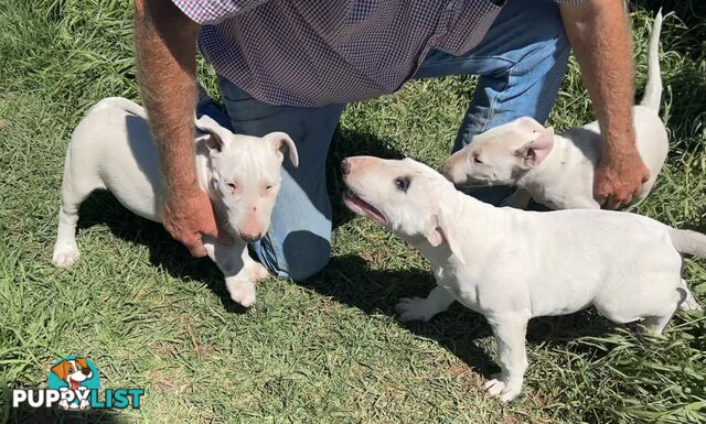 Roman nose bull terrier puppies