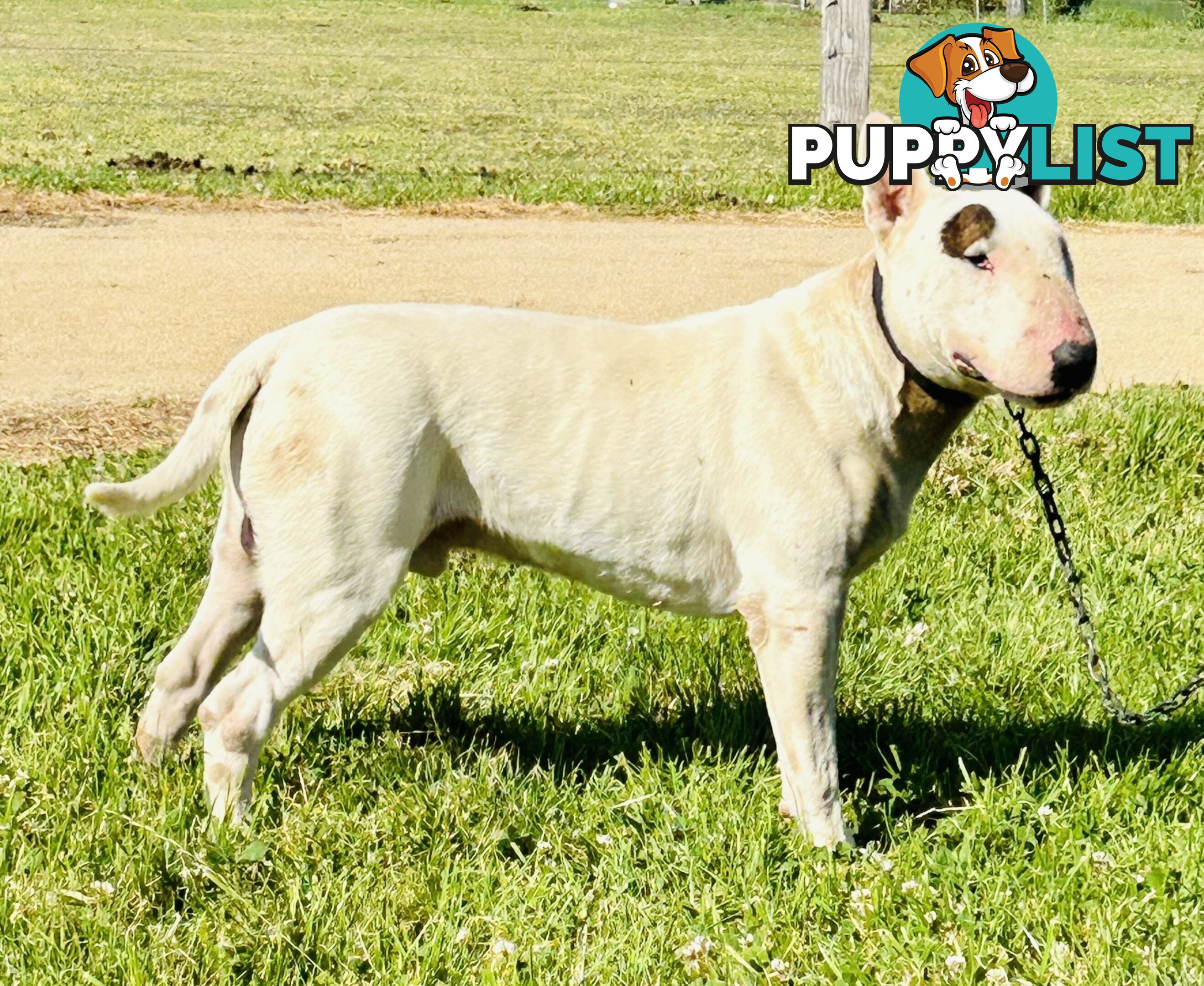 Roman nose bull terrier puppies