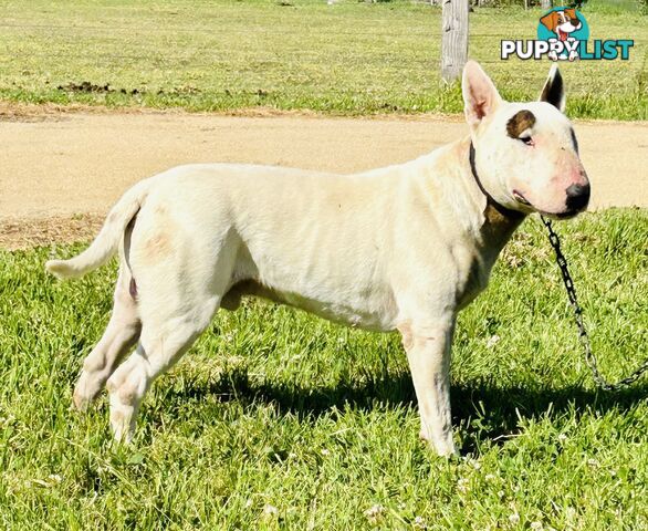 Roman nose bull terrier puppies