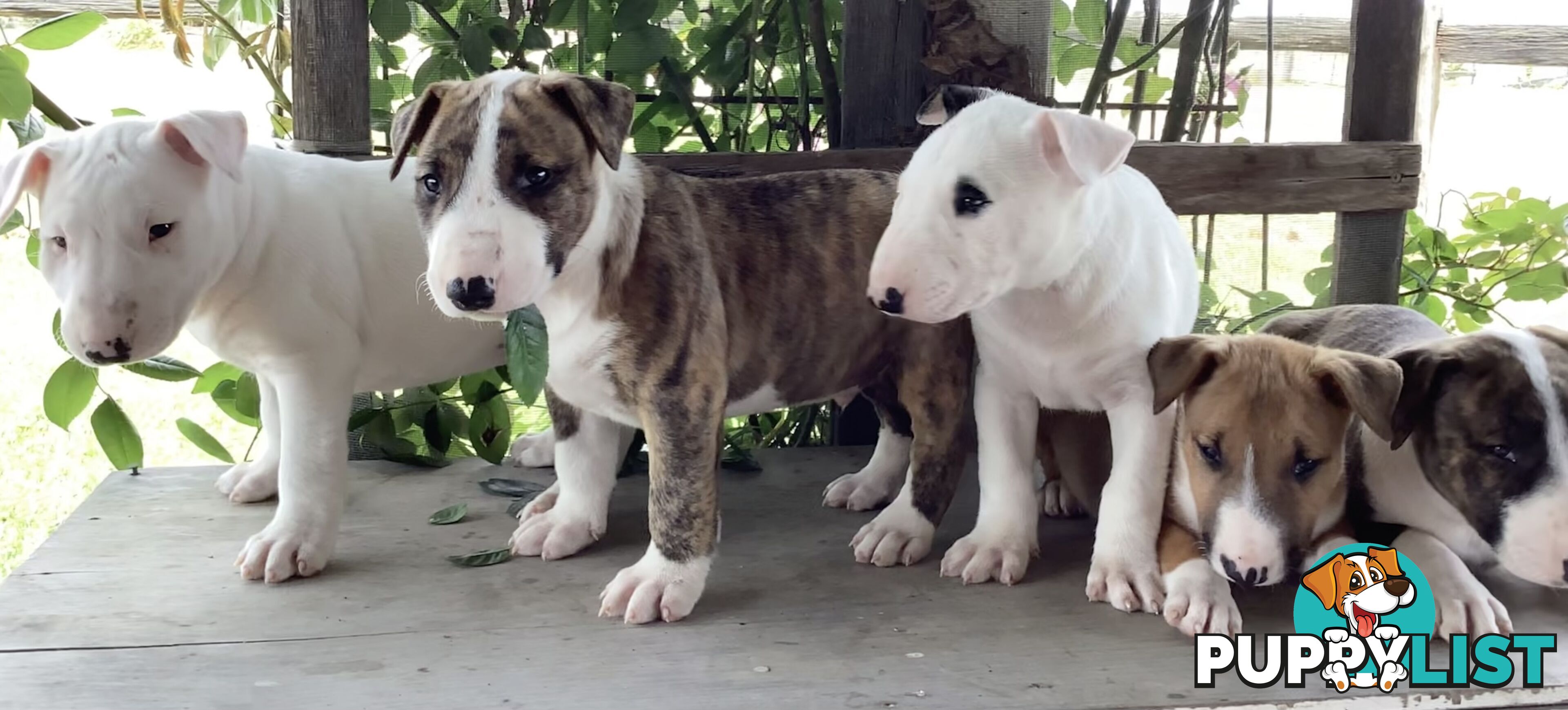 Roman nose bull terrier puppies