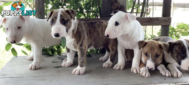 Roman nose bull terrier puppies