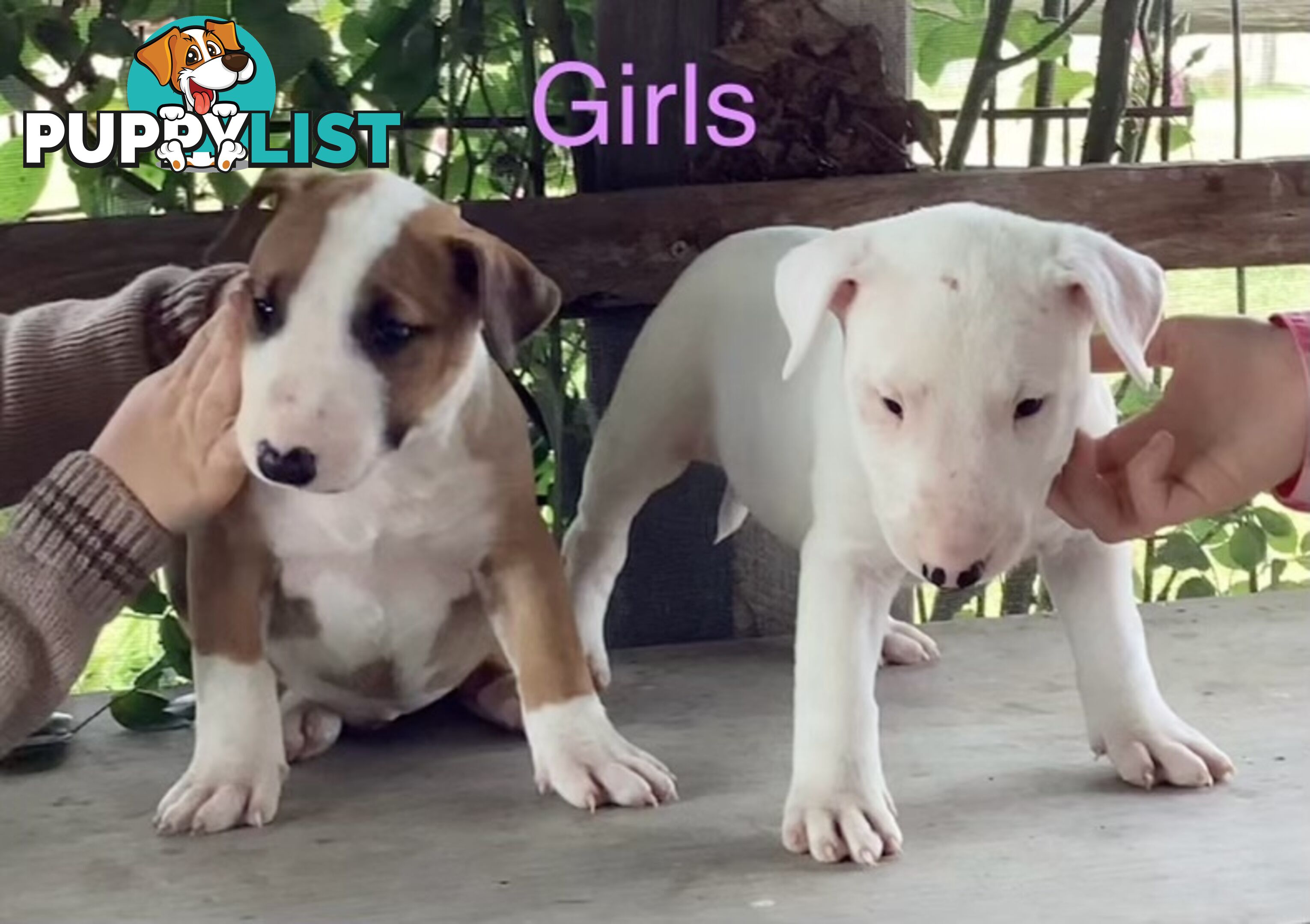 Roman nose bull terrier puppies