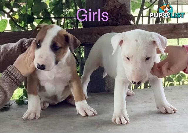 Roman nose bull terrier puppies