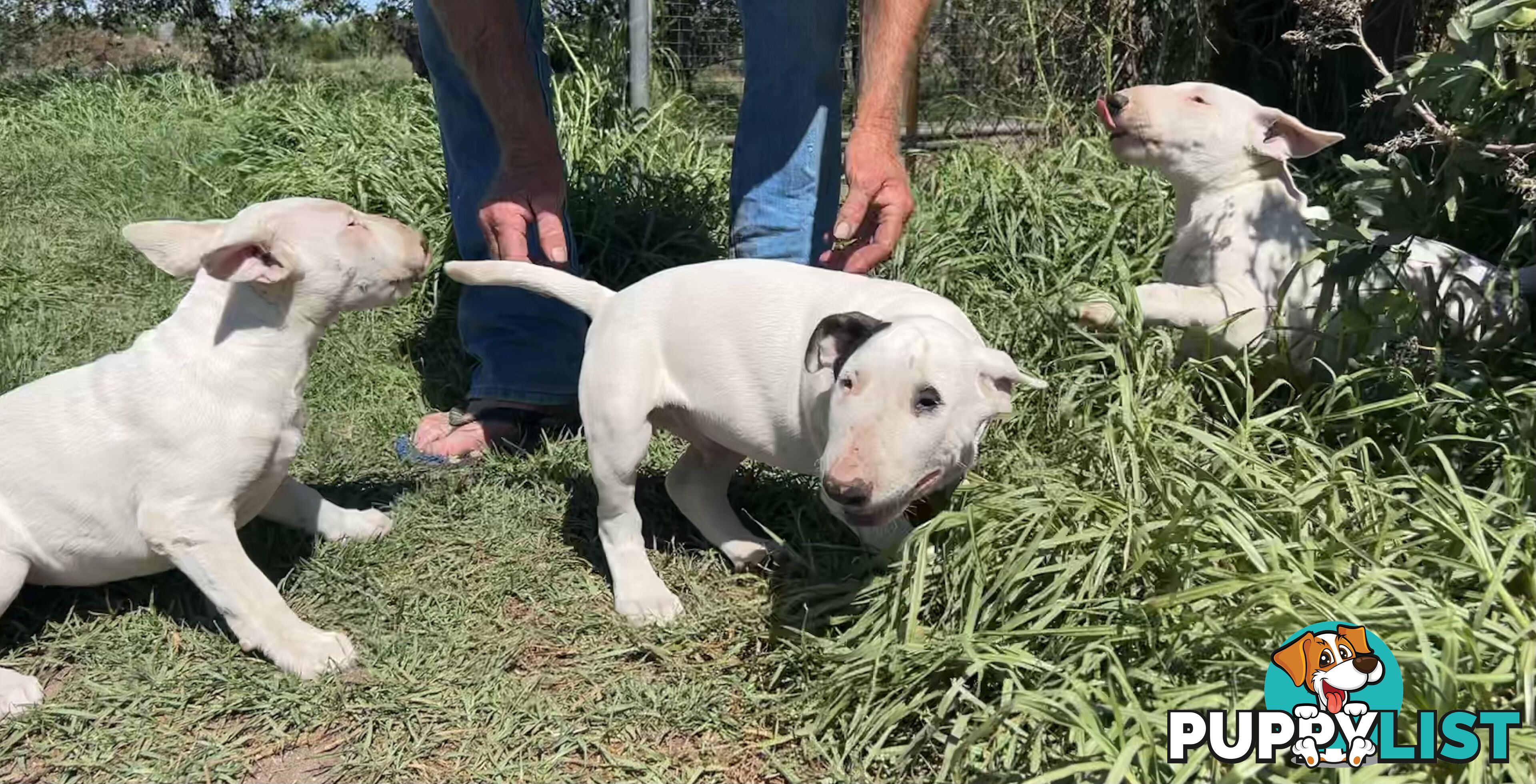 Roman nose bull terrier puppies