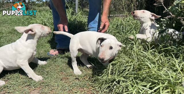 Roman nose bull terrier puppies