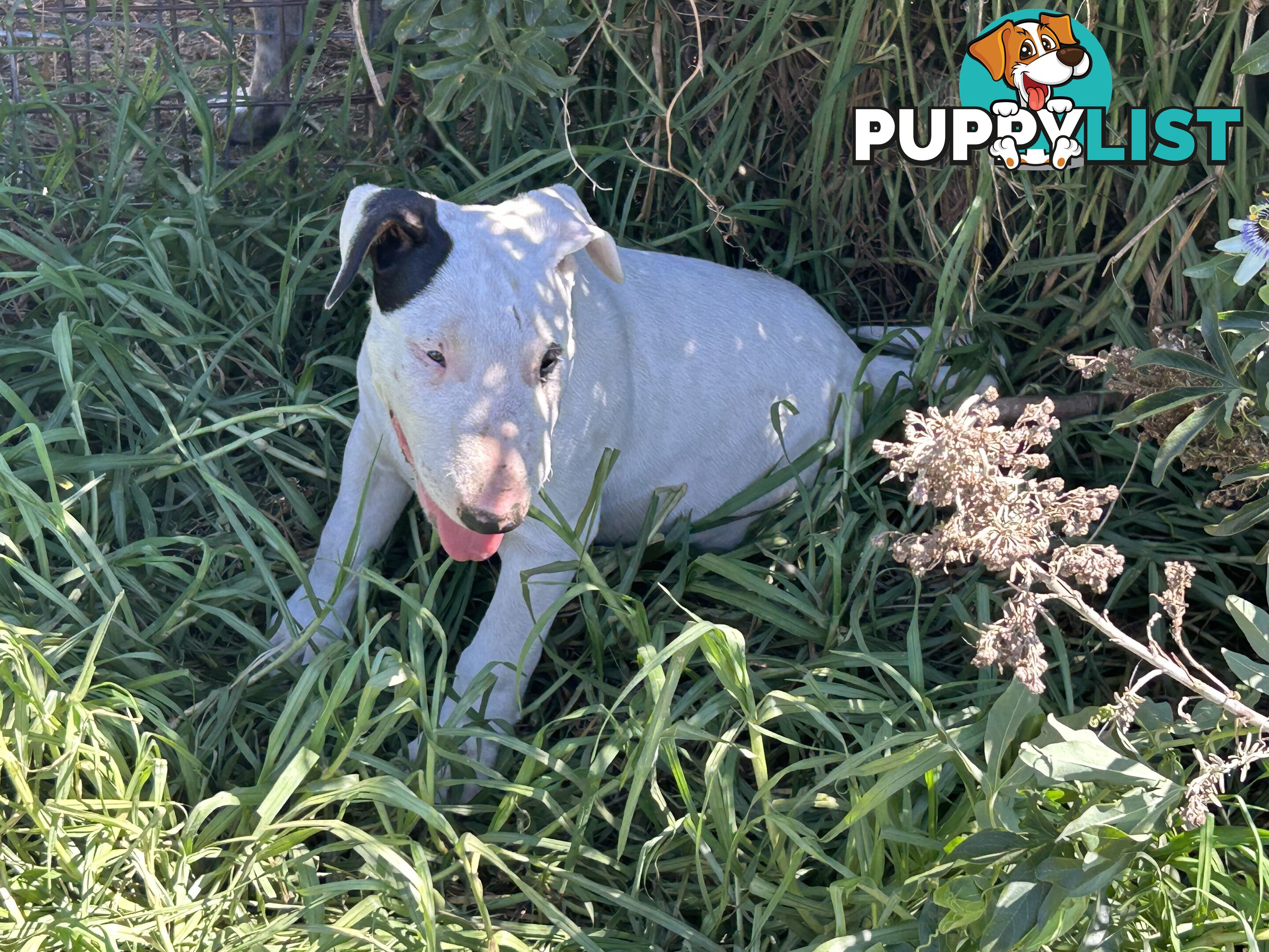 Roman nose bull terrier puppies