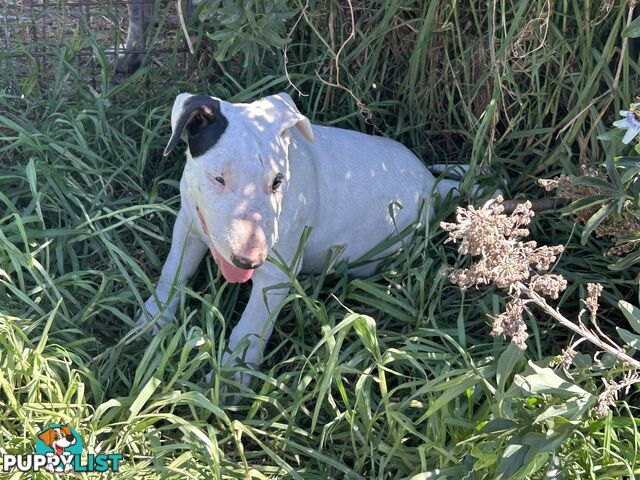 Roman nose bull terrier puppies