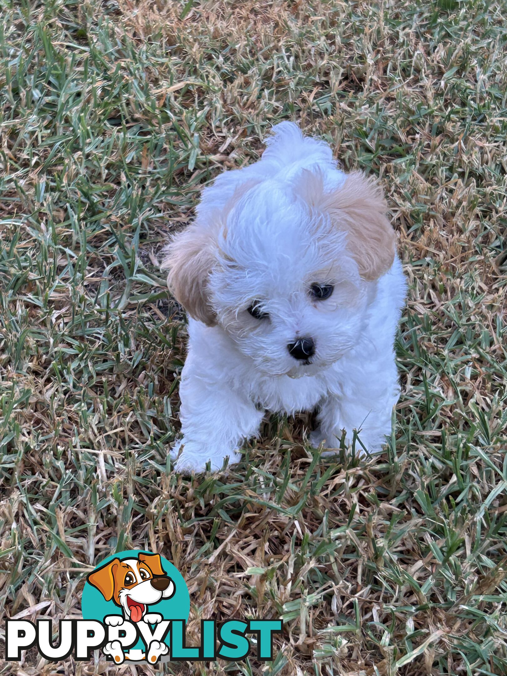 Maltese Shihtzu pup