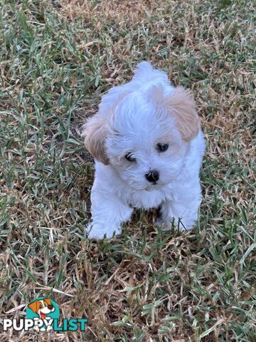 Maltese Shihtzu pup