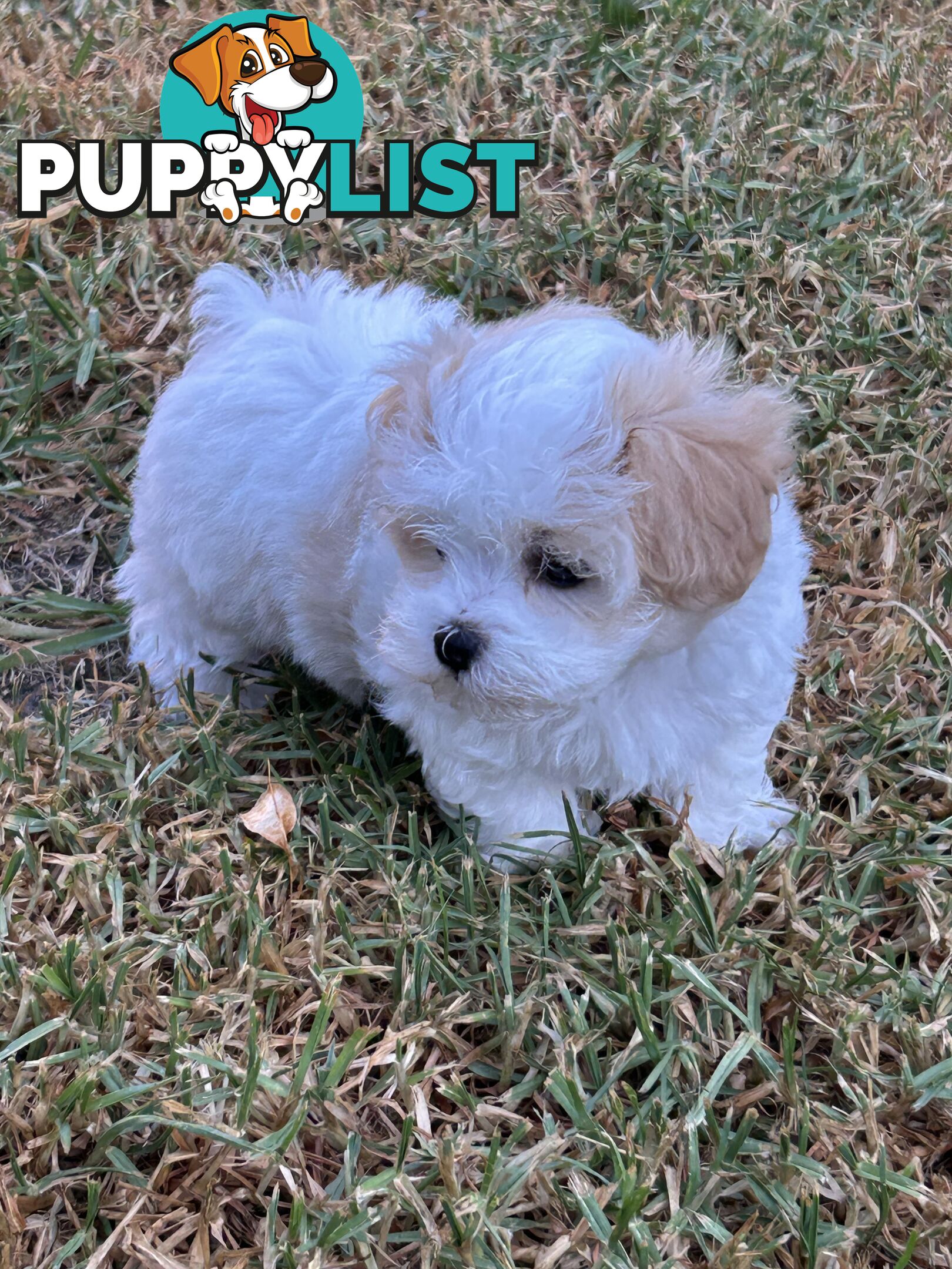 Maltese Shihtzu pup