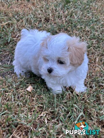 Maltese Shihtzu pup