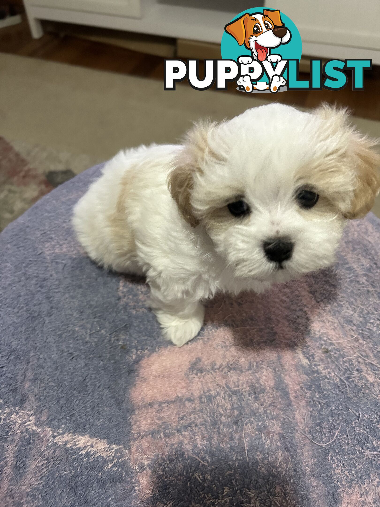 Maltese Shihtzu pup