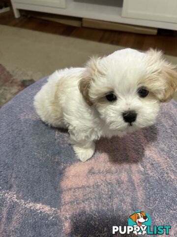 Maltese Shihtzu pup