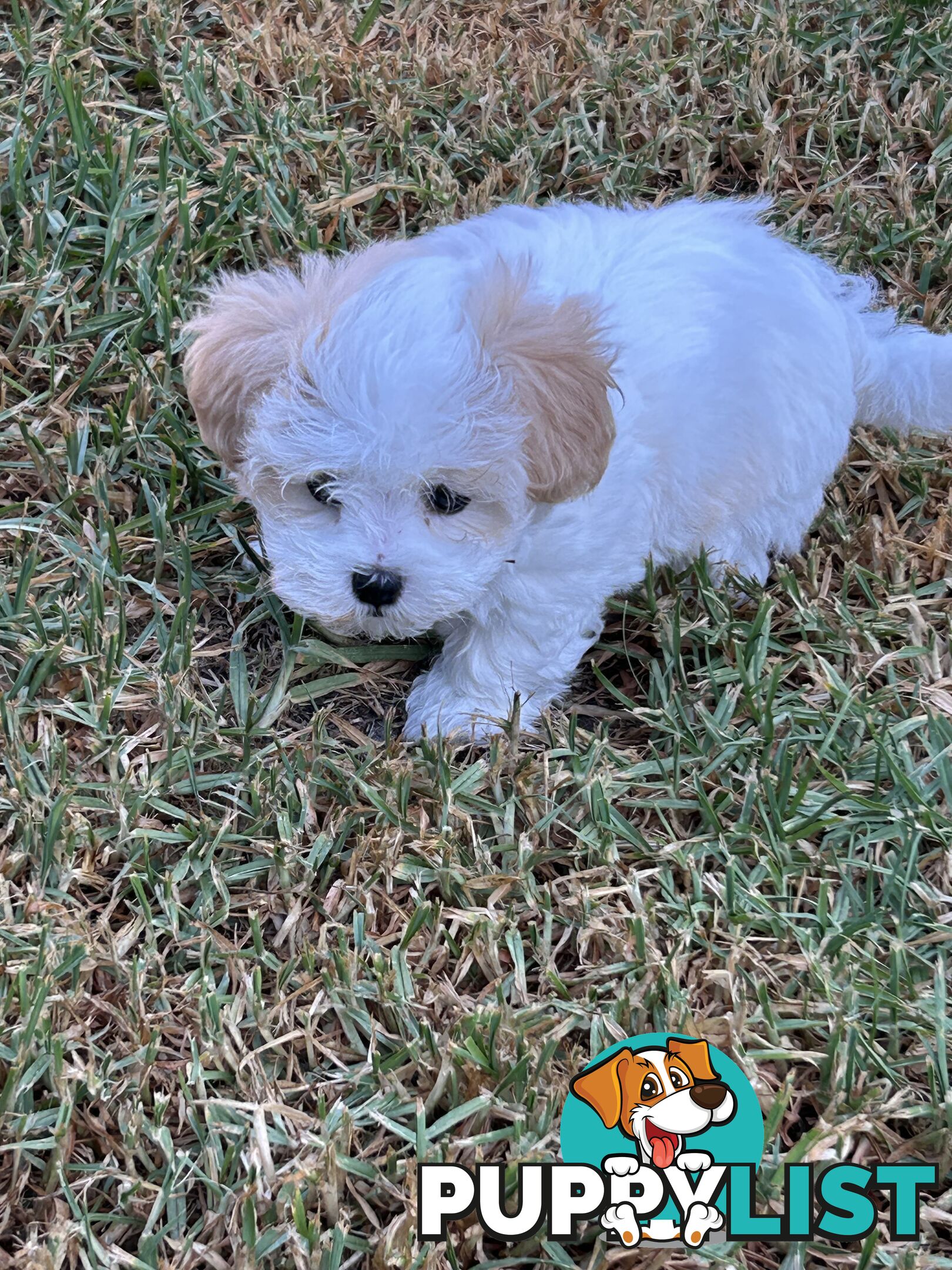 Maltese Shihtzu pup