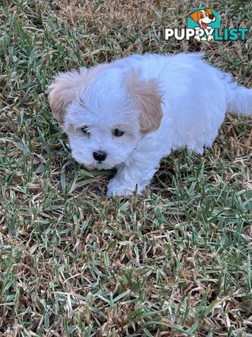 Maltese Shihtzu pup