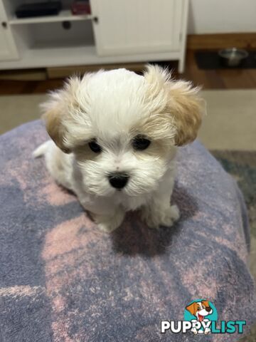 Maltese Shihtzu pup