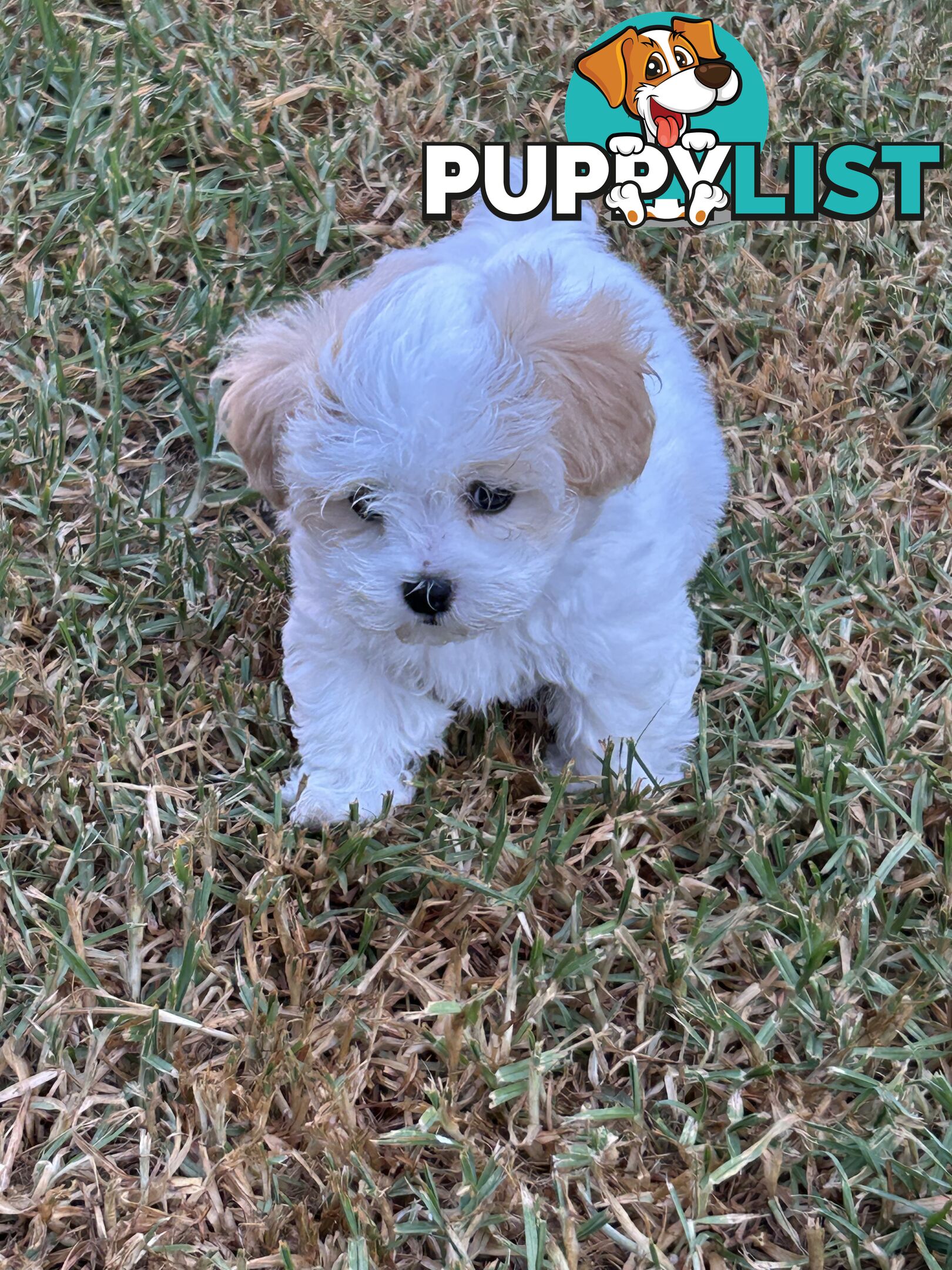 Maltese Shihtzu pup