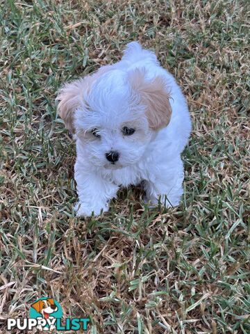 Maltese Shihtzu pup