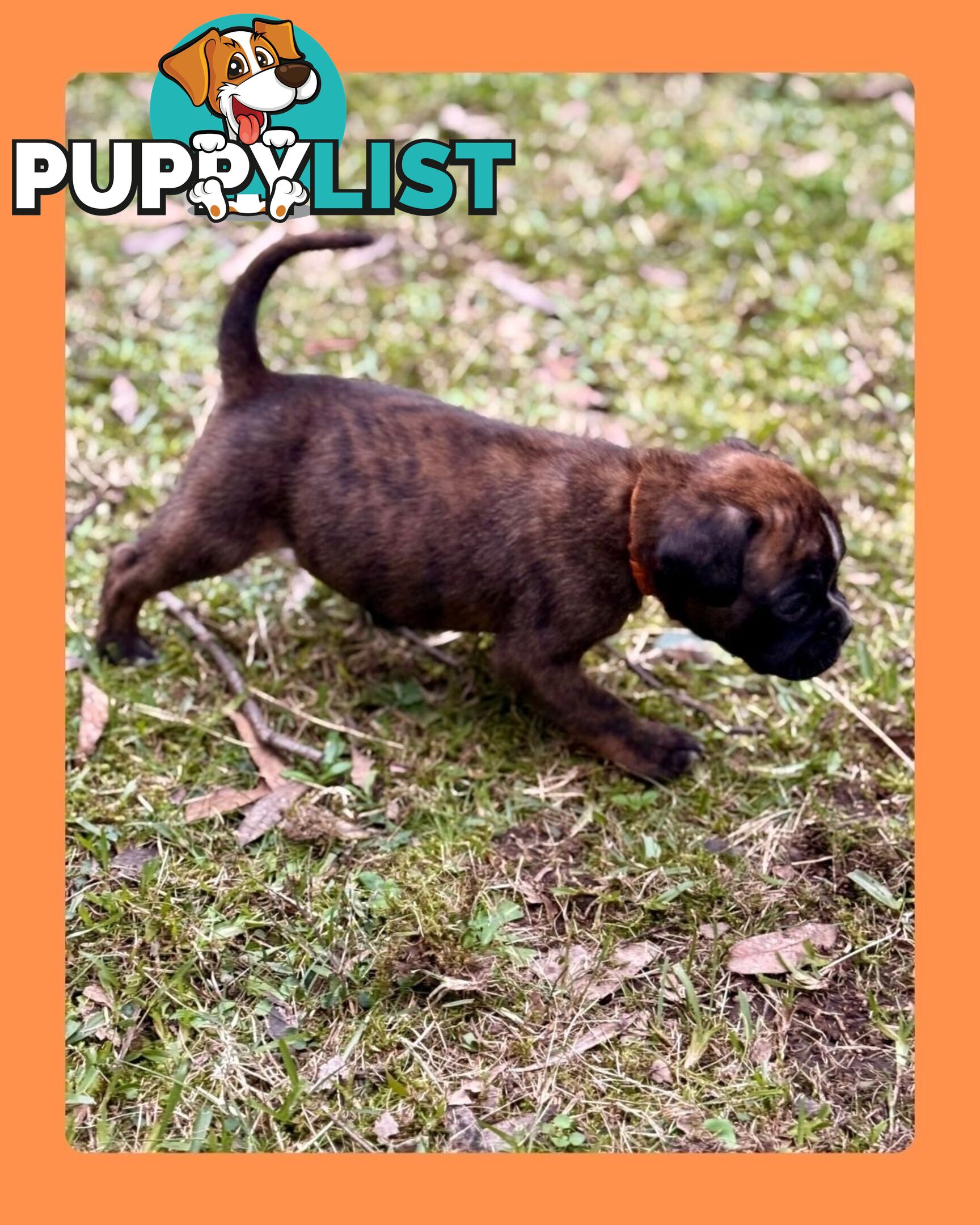 Pedigrees Boxer Puppies -Available now