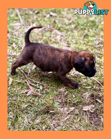 Pedigrees Boxer Puppies -Available now