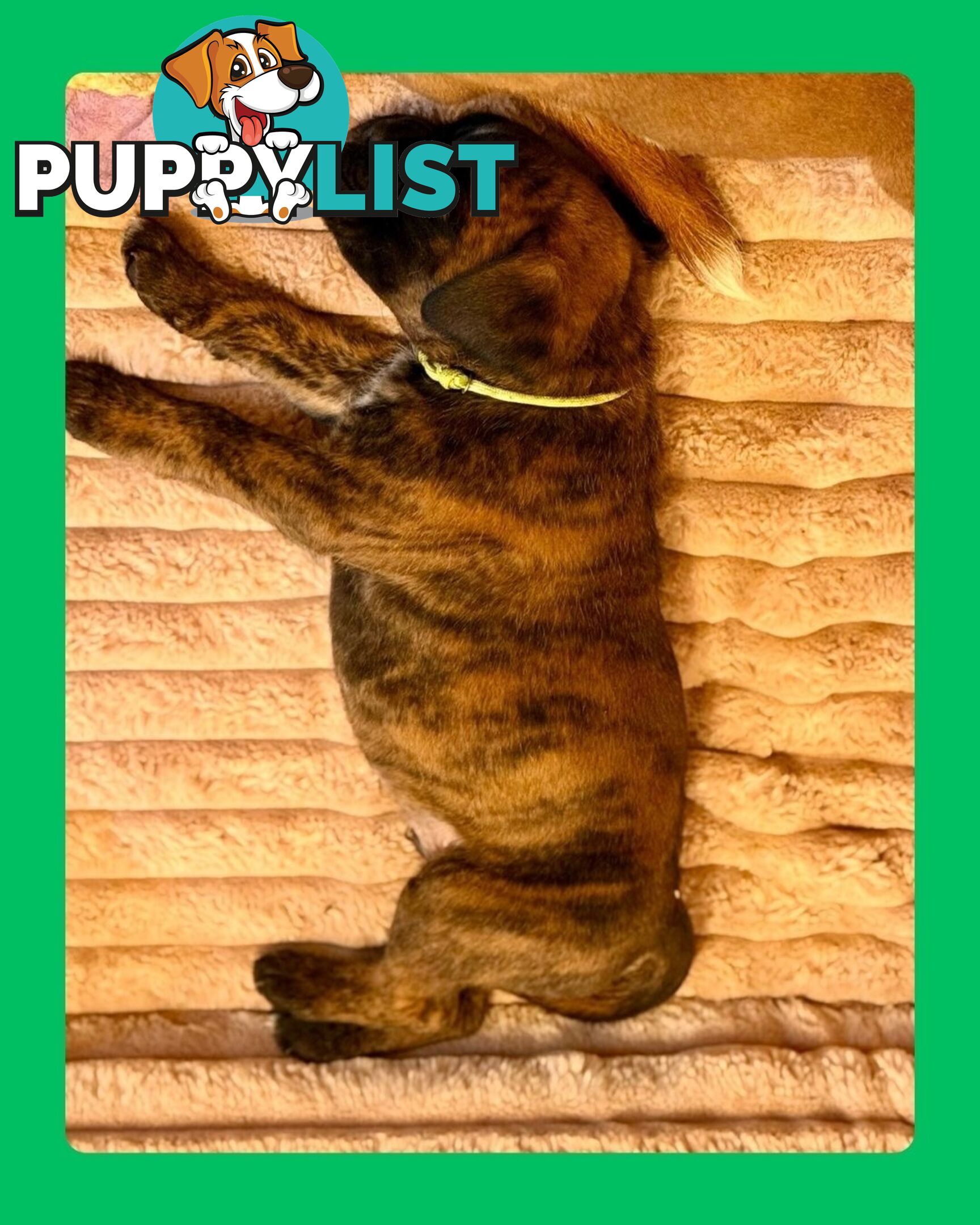 Pedigrees Boxer Puppies -Available now