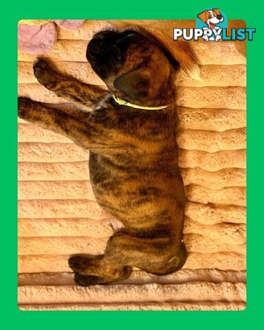 Pedigrees Boxer Puppies -Available now