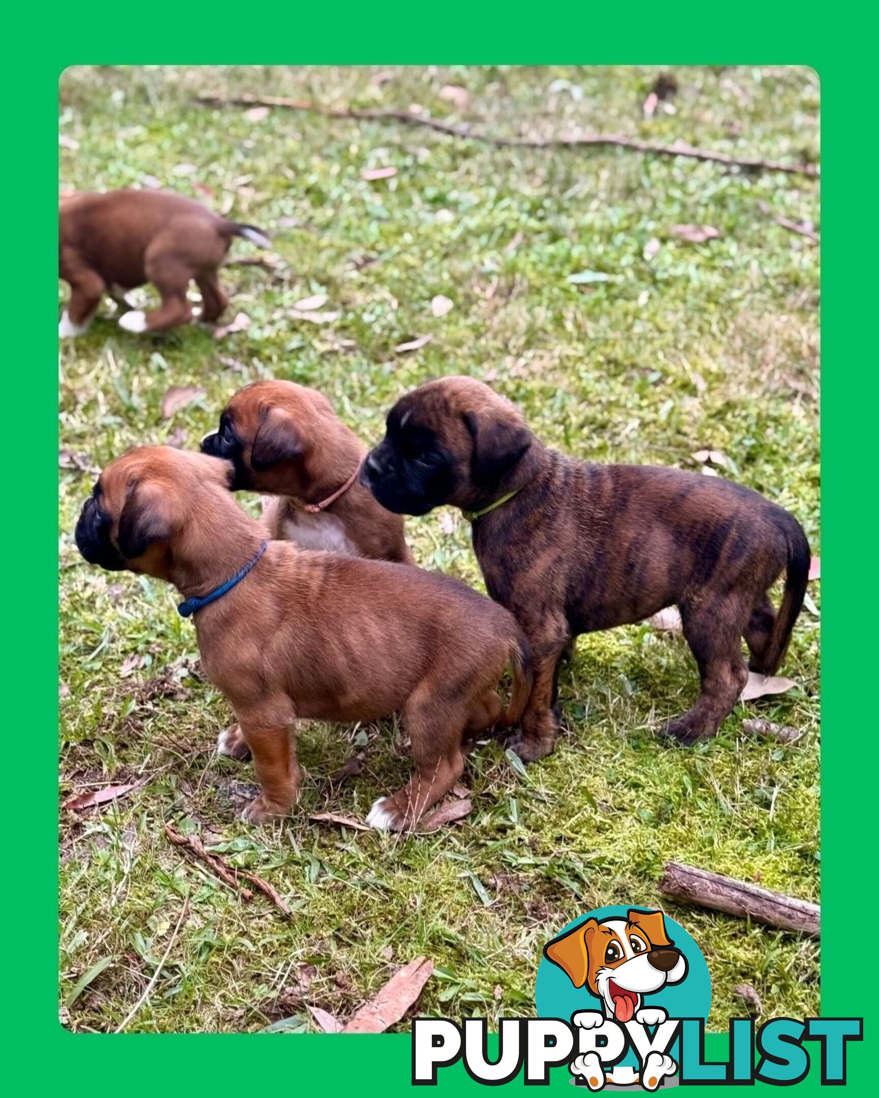 Pedigrees Boxer Puppies -Available now