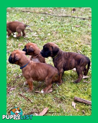 Pedigrees Boxer Puppies -Available now