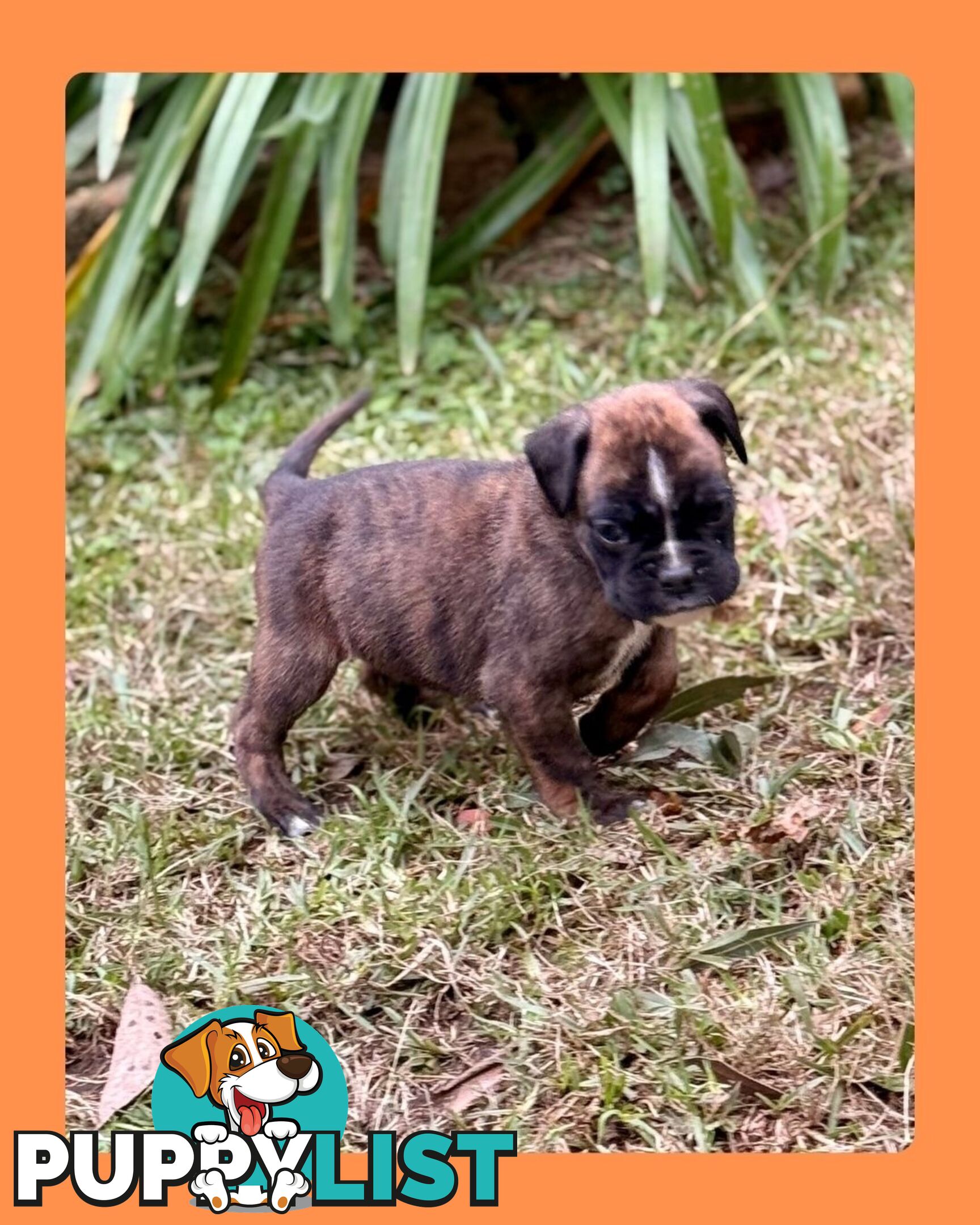 Pedigrees Boxer Puppies -Available now