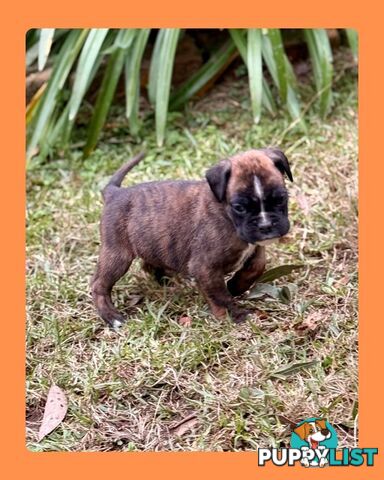 Pedigrees Boxer Puppies -Available now