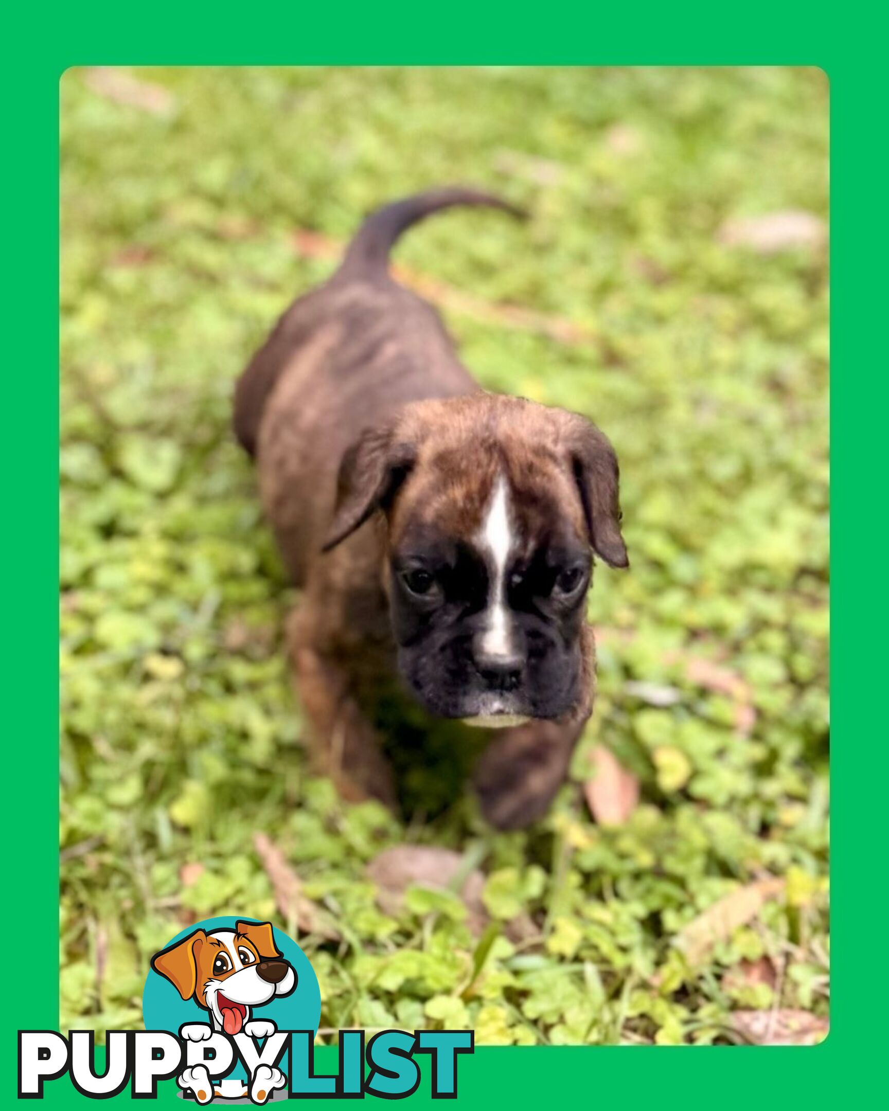 Pedigrees Boxer Puppies -Available now