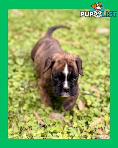 Pedigrees Boxer Puppies -Available now