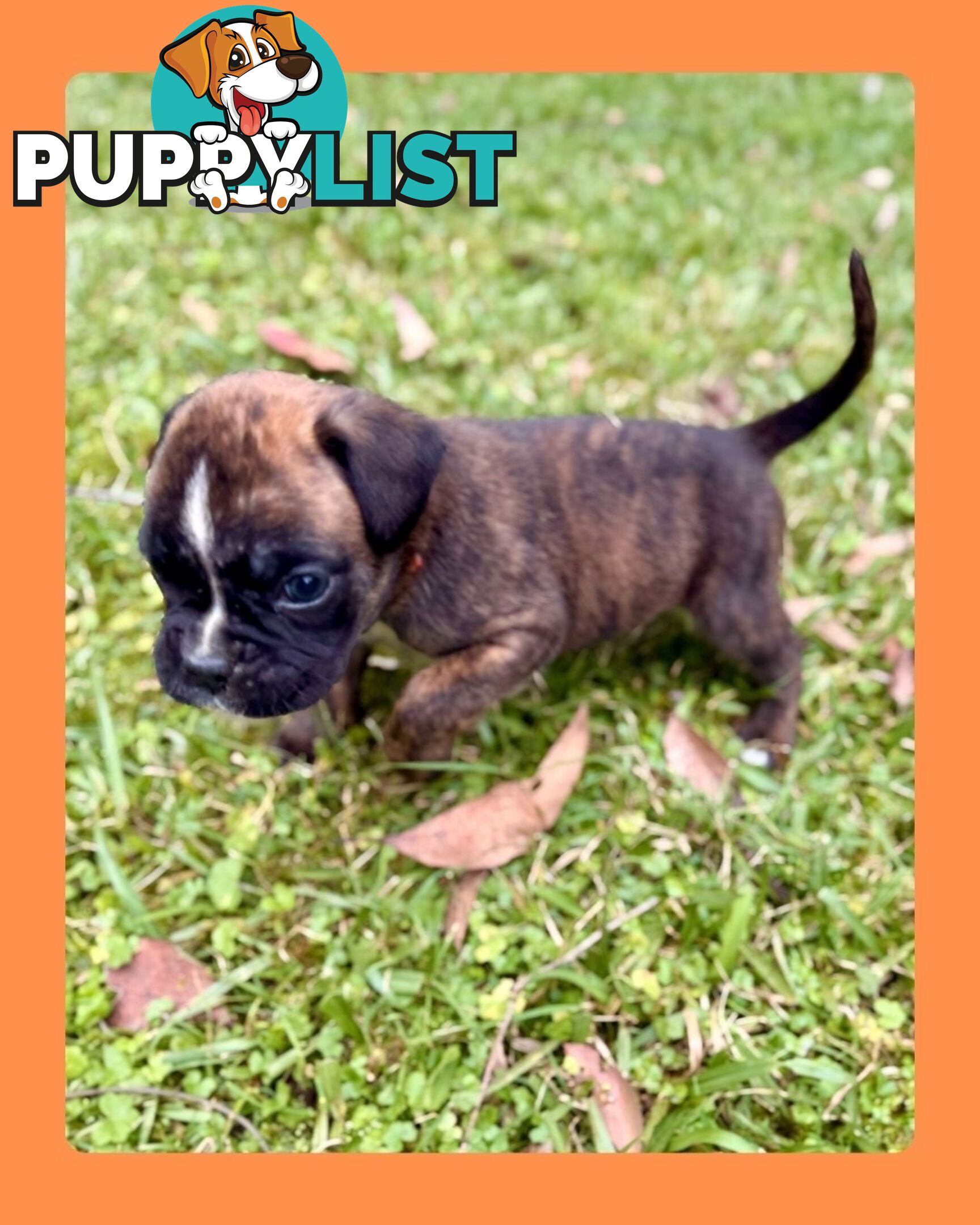 Pedigrees Boxer Puppies -Available now