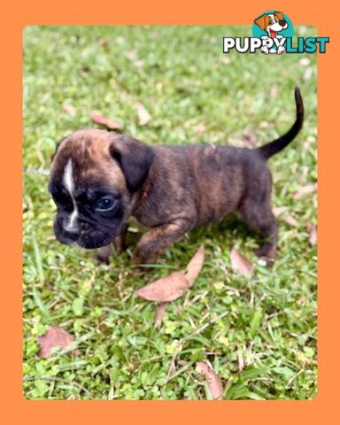 Pedigrees Boxer Puppies -Available now
