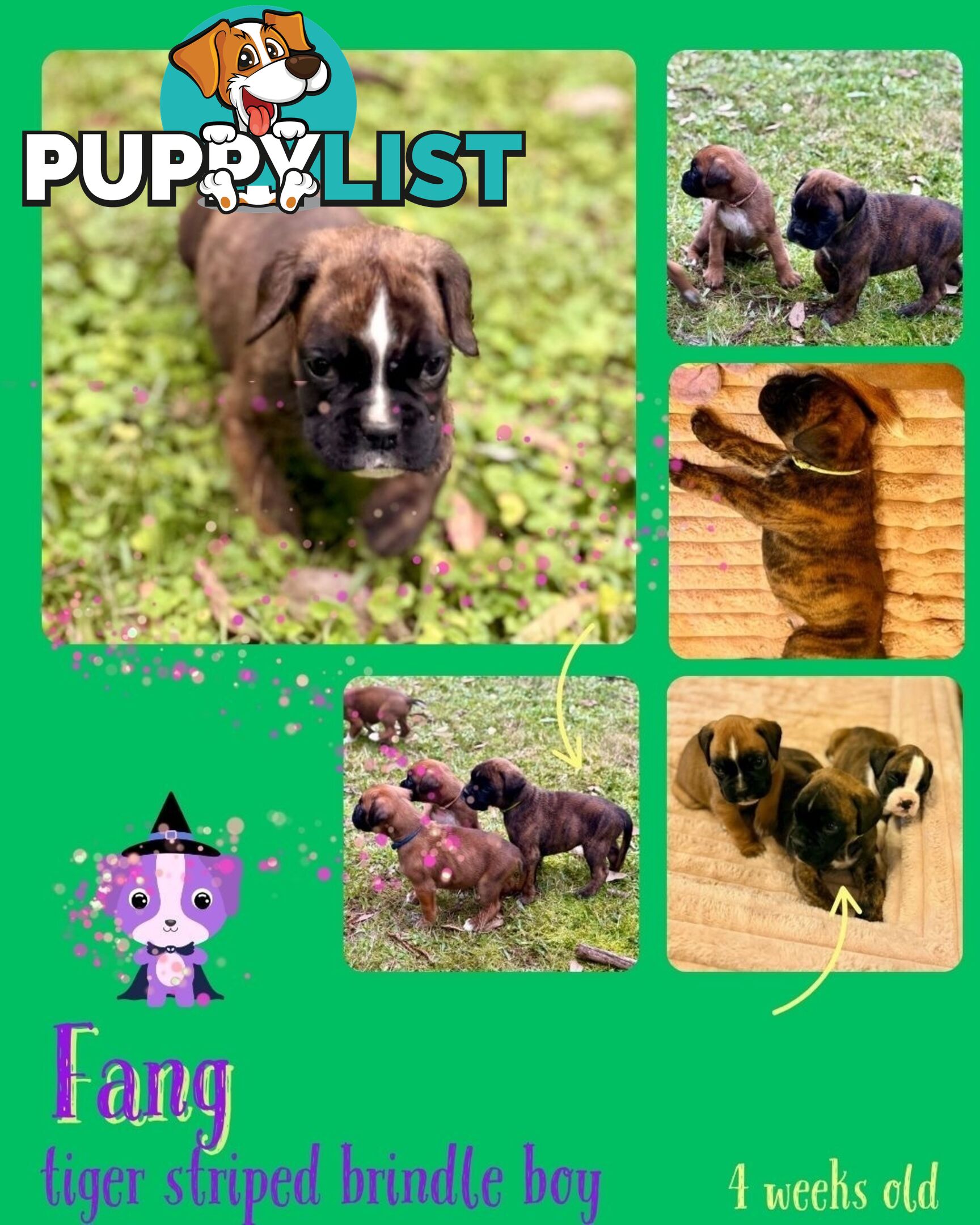 Pedigrees Boxer Puppies -Available now