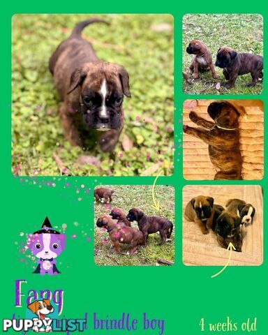 Pedigrees Boxer Puppies -Available now
