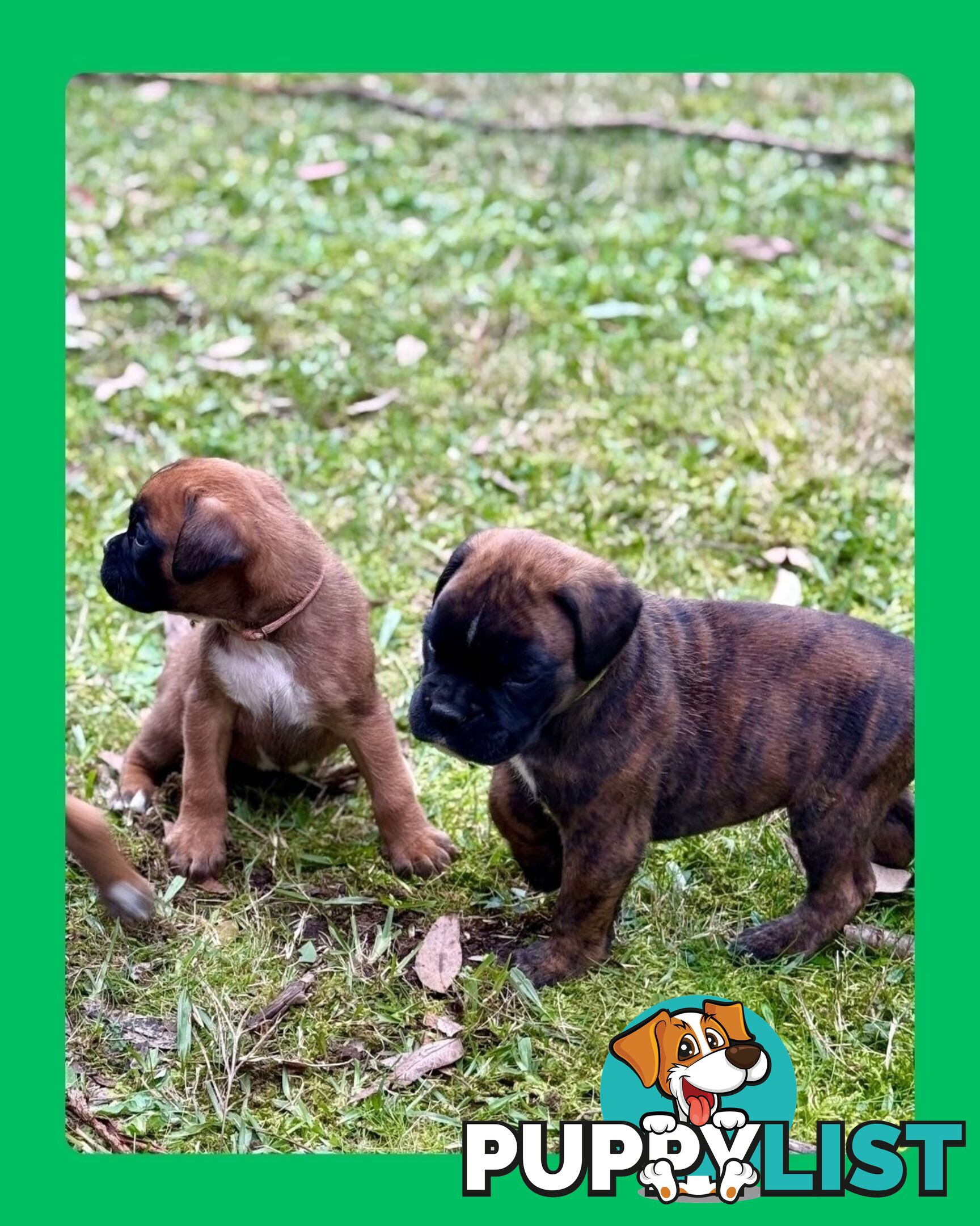Pedigrees Boxer Puppies -Available now