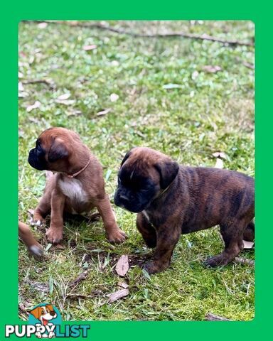 Pedigrees Boxer Puppies -Available now