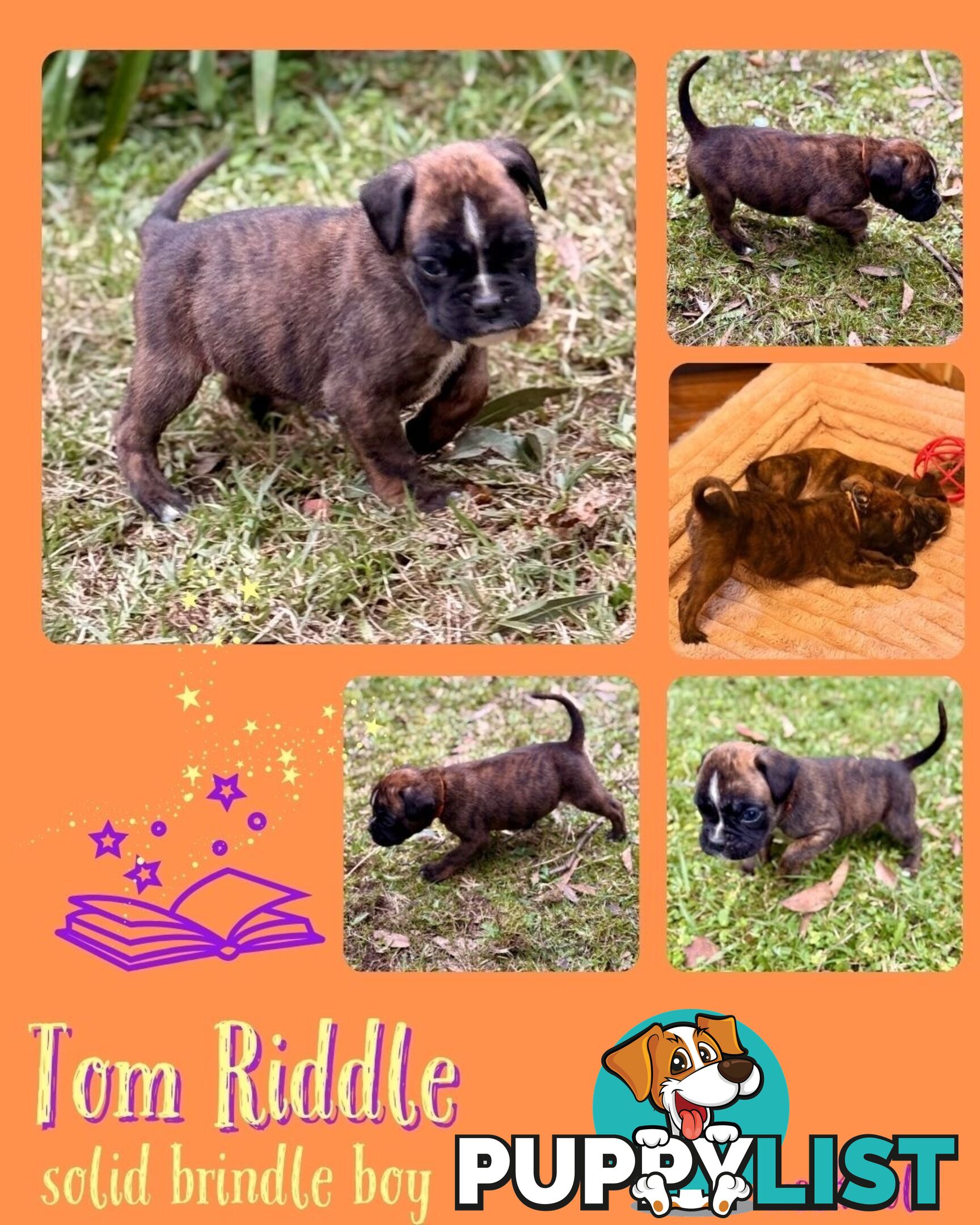 Pedigrees Boxer Puppies -Available now
