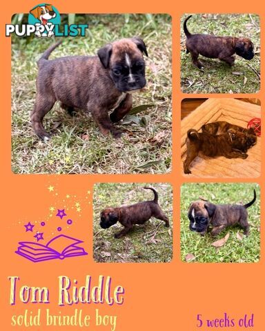 Pedigrees Boxer Puppies -Available now