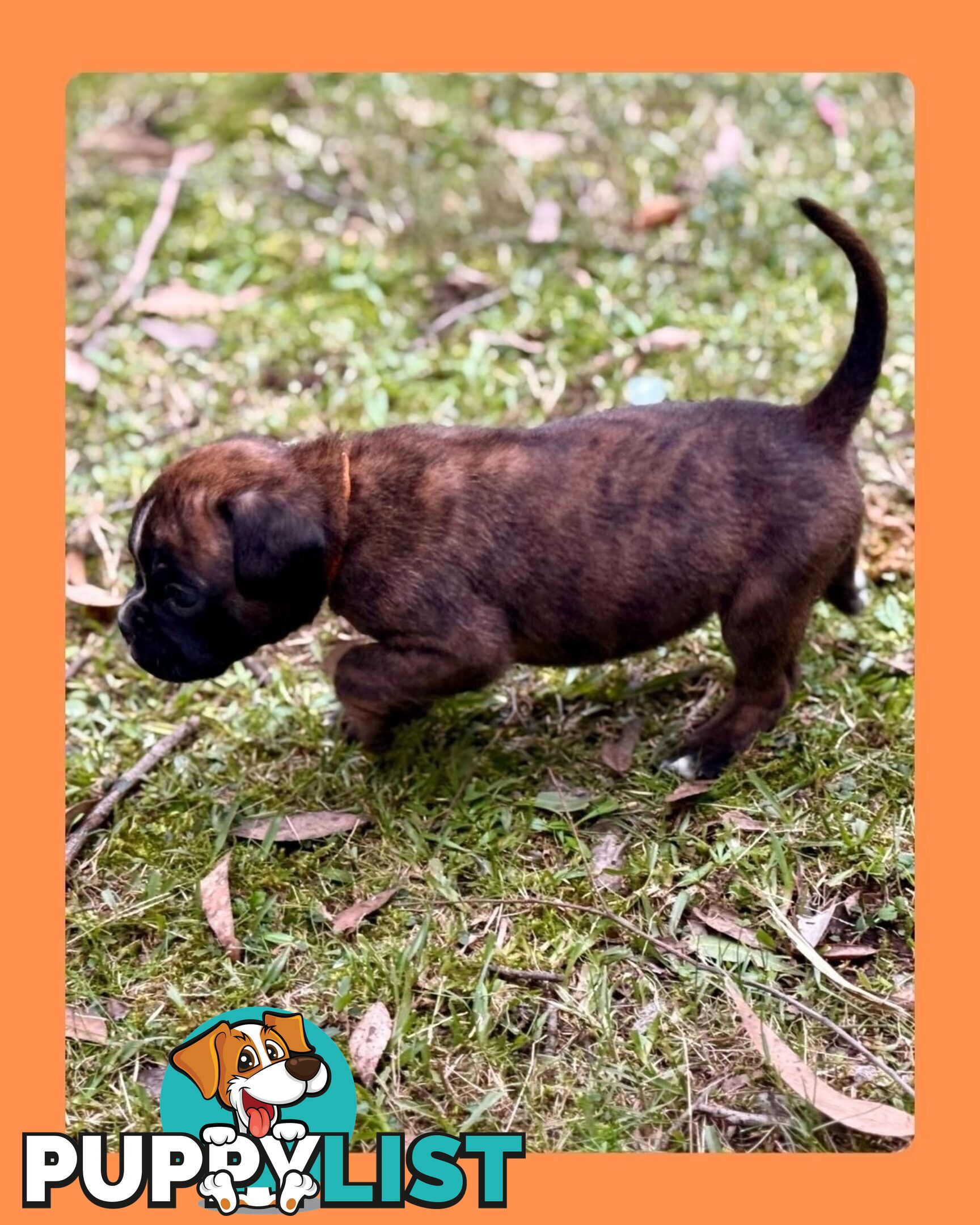 Pedigrees Boxer Puppies -Available now