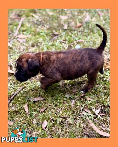 Pedigrees Boxer Puppies -Available now