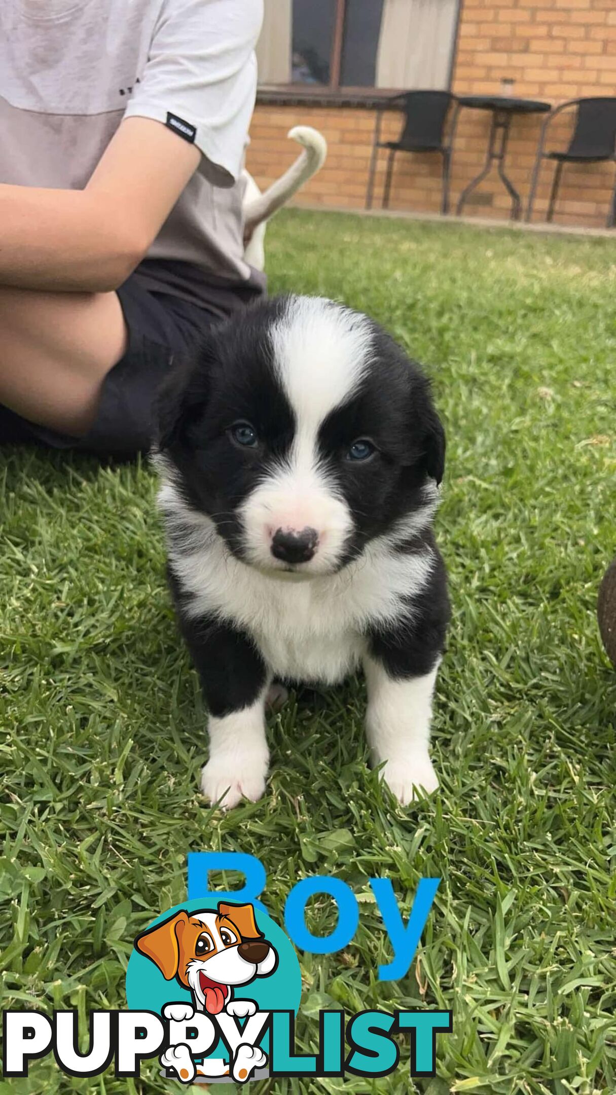 Border collie pups