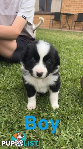 Border collie pups