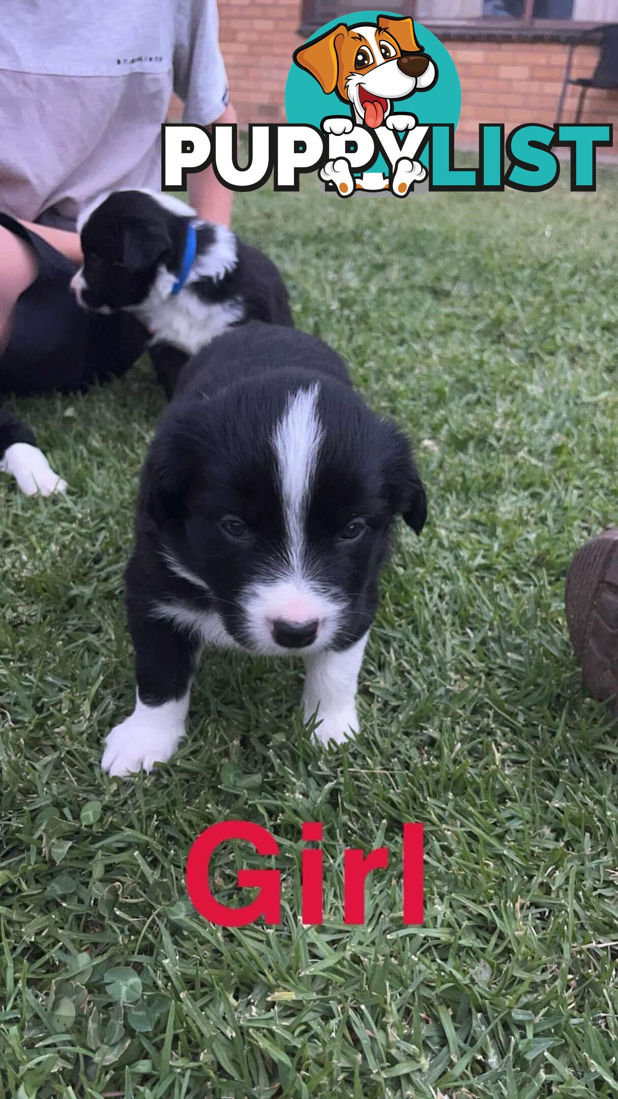 Border collie pups