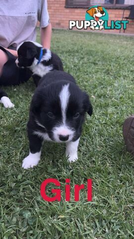 Border collie pups