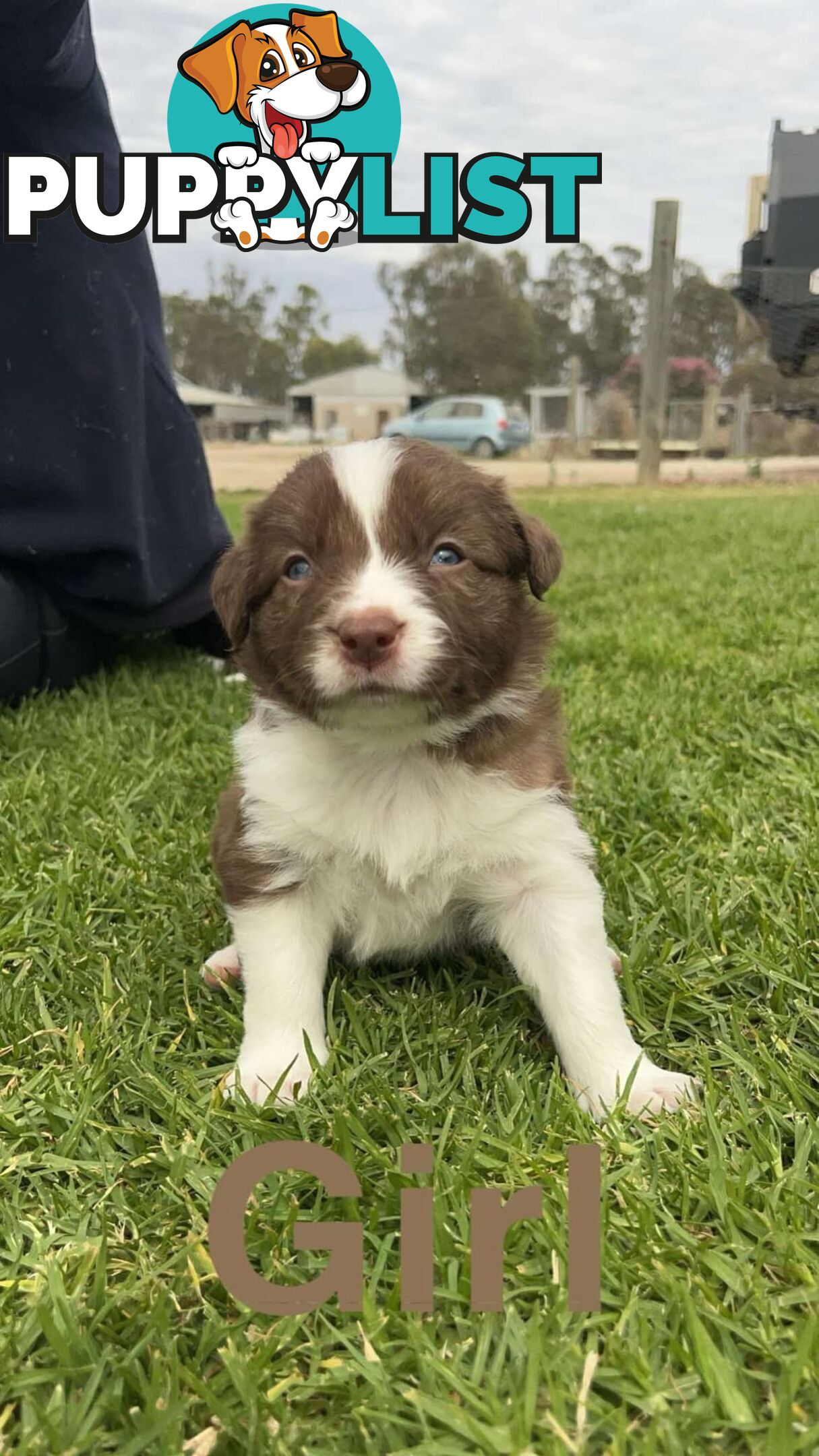 Border collie pups